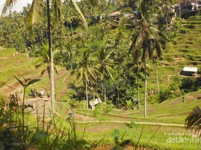 Begini Sawah yang Cantik di Bali