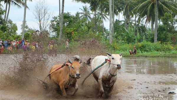 Begini Serunya Tradisi Balap Sapi di Sumatera Barat