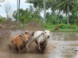 Begini Serunya Tradisi Balap Sapi di Sumatera Barat