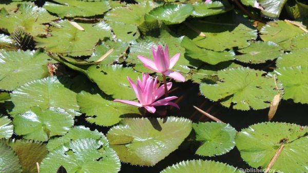 Belajar Motret di Taman Hutan Kota Banda Aceh