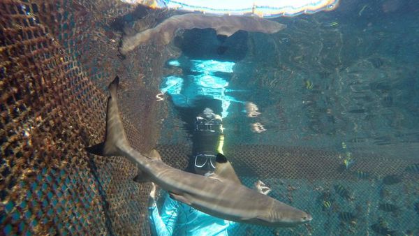 Berenang Bareng Hiu di Banyuwangi, Berani?