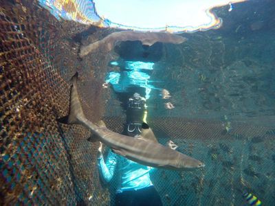 Berenang Bareng Hiu di Banyuwangi, Berani?