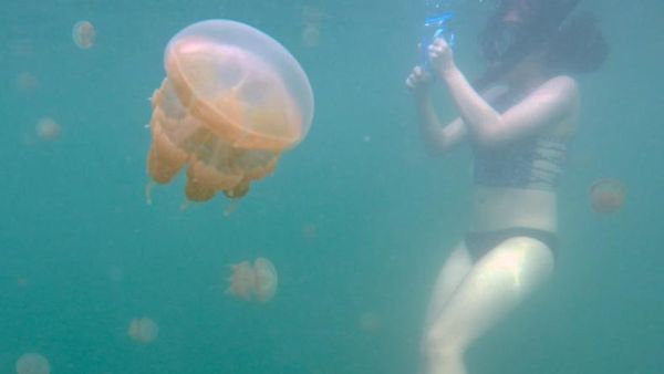 Berenang Bareng Ubur-ubur yang Tak Menyengat di Kakaban