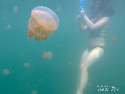 Berenang Bareng Ubur-ubur yang Tak Menyengat di Kakaban