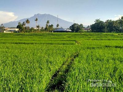 Bukan di Luar Negeri, Begini Hijaunya Glenmore di Banyuwangi