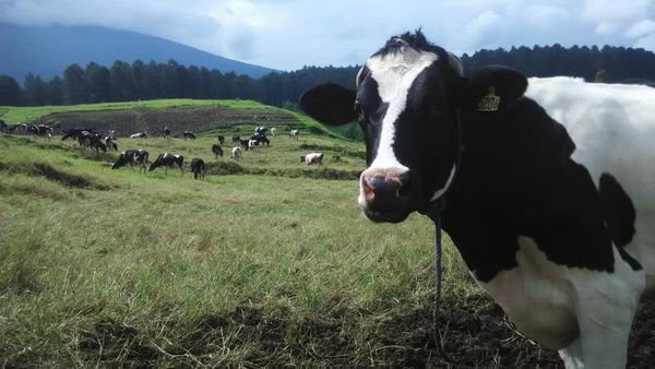 Bukan di Selandia Baru, Spot Fotogenik Ini Ada di Banyumas