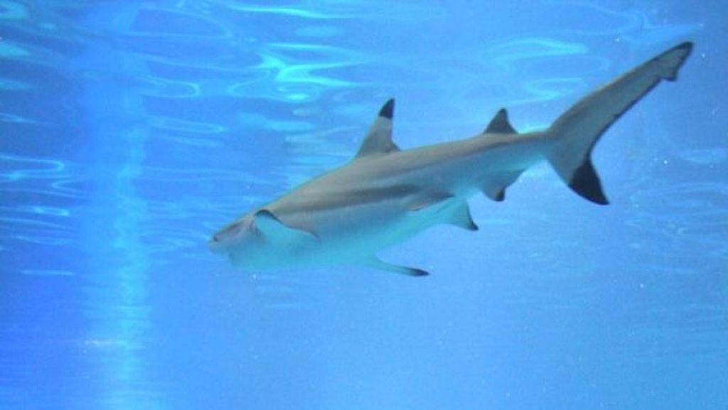 Di Akuarium Ini Anda Bisa Menyentuh Hiu & Ikan Manta Di Akuarium Ini Anda Bisa Menyentuh Hiu & Ikan Manta