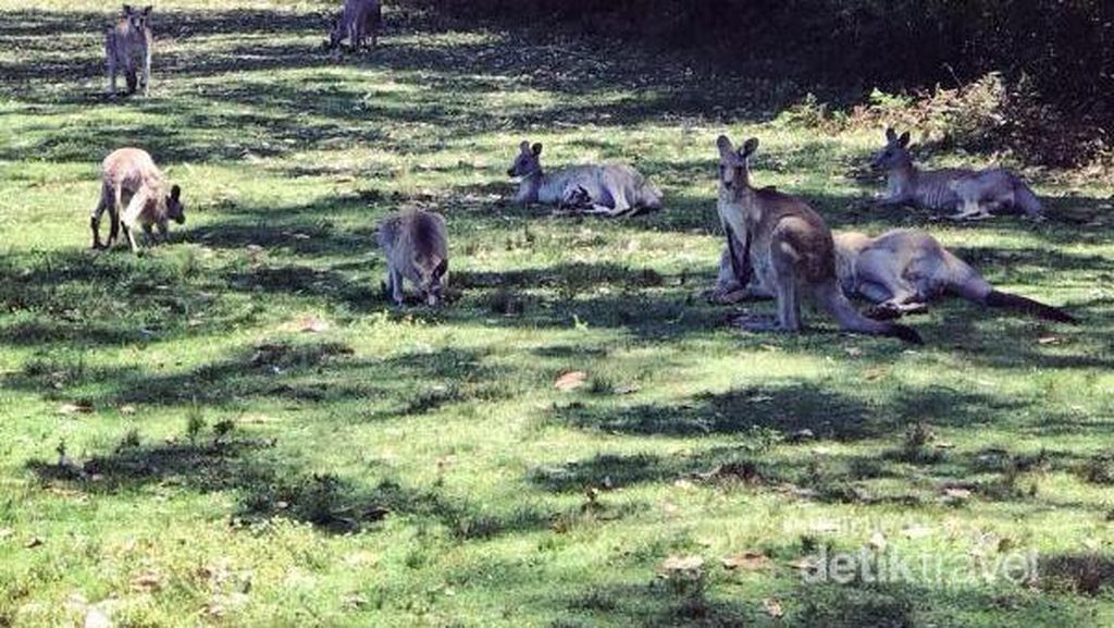 Di Taman Ini, Kamu Bisa Selfie Bareng Kanguru Di Taman Ini, Kamu Bisa Selfie Bareng Kanguru