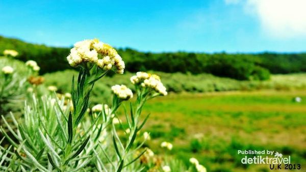 Edelweiss, Si Kembang Abadi dari Papandayan