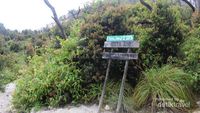 Eksotisme Hutan Mati di Garut
