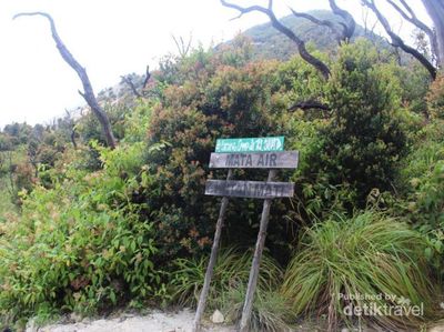 Eksotisme Hutan Mati di Garut