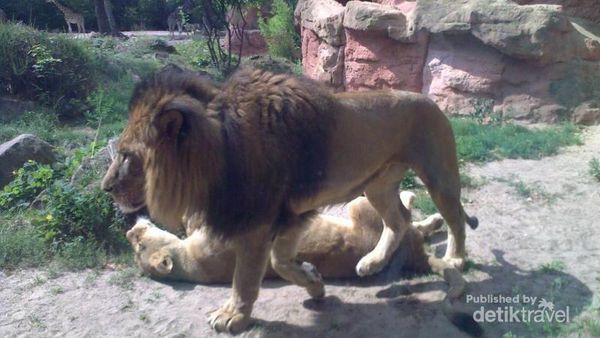 Erlebnis Zoo, Salah Satu Kebun Binatang Tertua di Jerman
