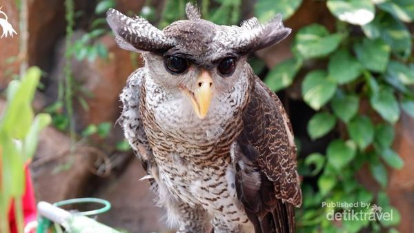 Faunaland Ancol Punya Hewan Langka Lho