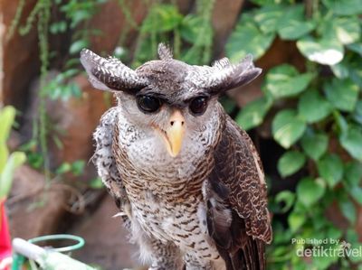 Faunaland Ancol Punya Hewan Langka Lho