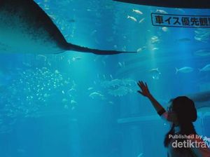 Foto: Akuarium Terbaik di Jepang