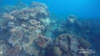 Foto: Bawah Laut Karimunjawa, Oke Juga