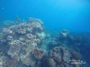 Foto: Bawah Laut Karimunjawa, Oke Juga