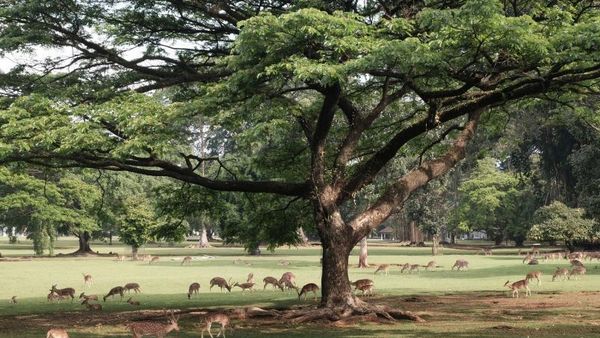 Foto: Cantiknya Istana Bogor