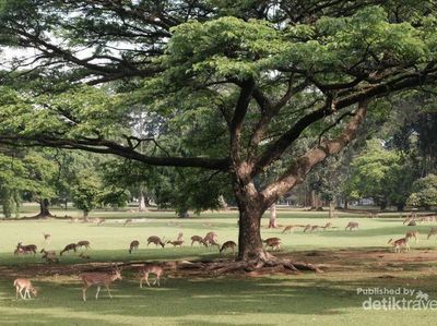 Foto: Cantiknya Istana Bogor