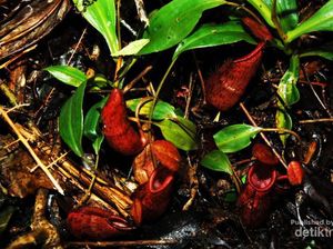 Foto: Jamur Menyala dan Warna-warni Halimun Salak