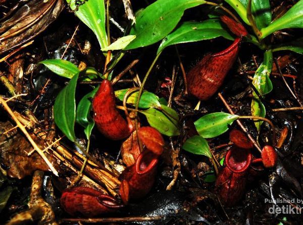 Foto: Jamur Menyala dan Warna-warni Halimun Salak