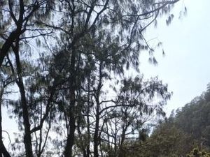 Foto: Mendaki Gunung Arjuno yang Katanya Angker