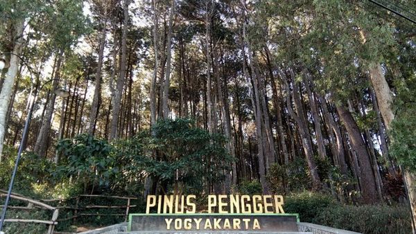 Foto: Seindah Ini Hutan Pinus Yogyakarta