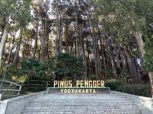 Foto: Seindah Ini Hutan Pinus Yogyakarta