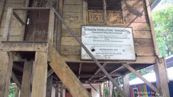 Gemasnya Monyet Terkecil di Dunia
