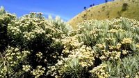 Gunung Merbabu, Pesona Kecantikan Abadi