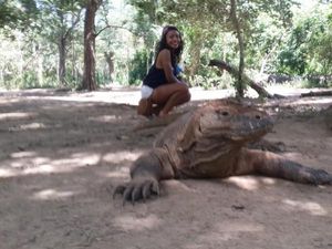 Halo Komodo!