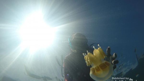 Harus Coba Berenang dengan Ubur-ubur di Kaltim!