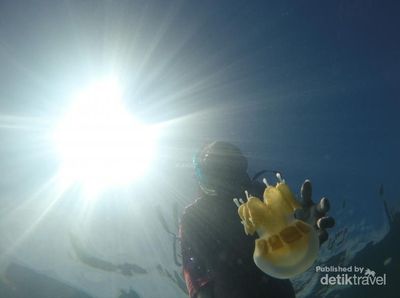 Harus Coba Berenang dengan Ubur-ubur di Kaltim!