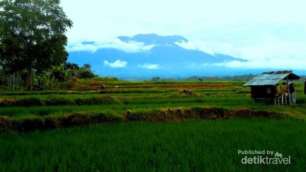 Hijaunya Pedesaan di Minangkabau