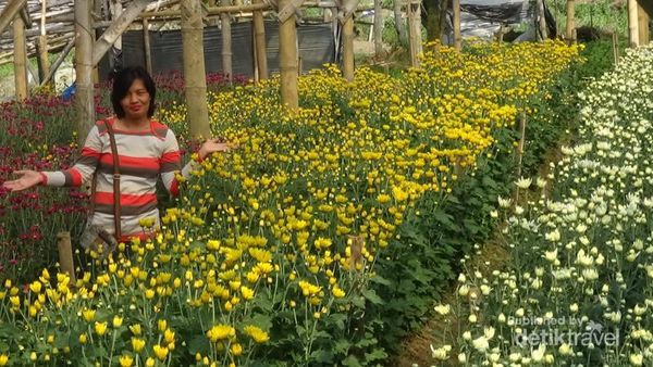 Ini Lho Kebun Bunga Fotogenik di Semarang