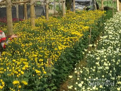 Ini Lho Kebun Bunga Fotogenik di Semarang