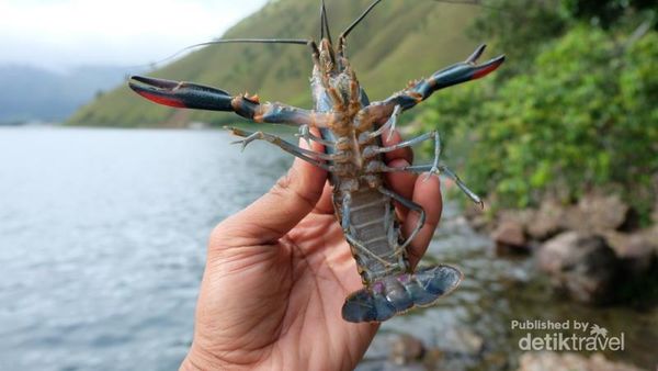 Ini Lobster Air Tawar Danau Toba, Apa Rasanya Ya?
