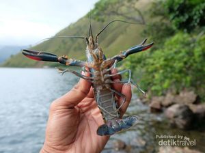Ini Lobster Air Tawar Danau Toba, Apa Rasanya Ya?