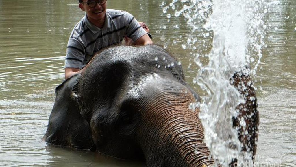 Ini Rasanya Mandiin Gajah di Lampung Ini Rasanya Mandiin Gajah di Lampung