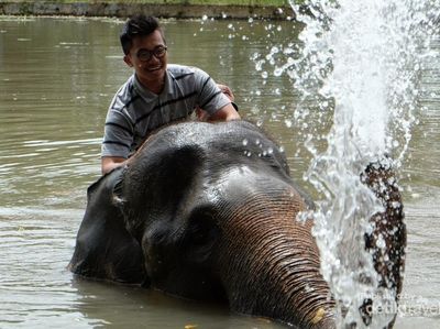Ini Rasanya Mandiin Gajah di Lampung