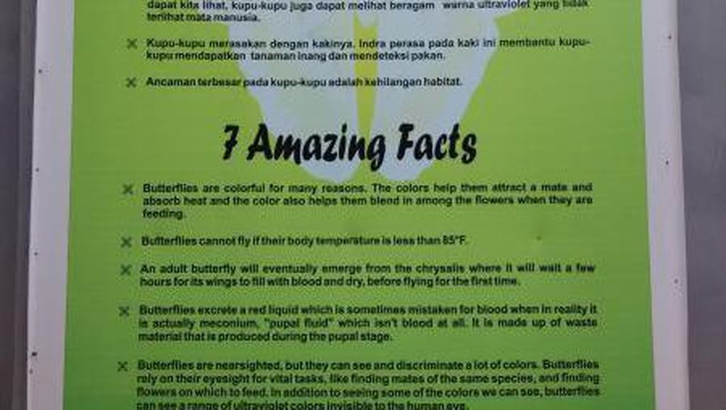 Ini Tempat Kupu-kupu Cantik di Kebumen, Taman Alian Ini Tempat Kupu-kupu Cantik di Kebumen, Taman Alian