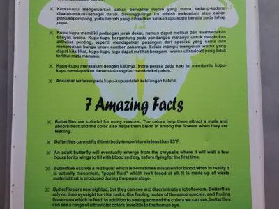 Ini Tempat Kupu-kupu Cantik di Kebumen, Taman Alian