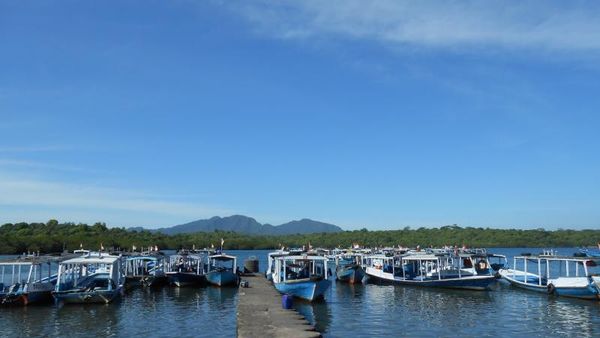 Jatuh Hati dengan Menjangan di Bali