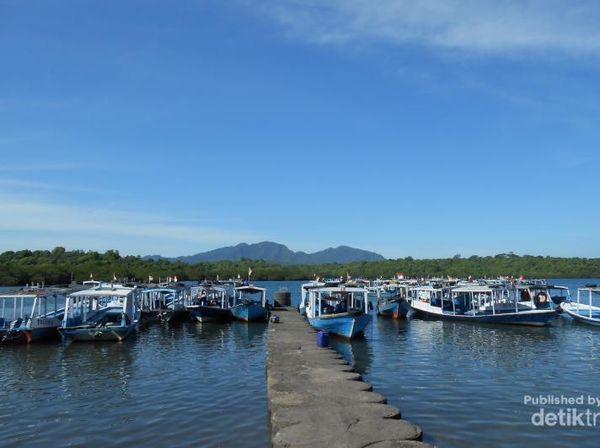 Jatuh Hati dengan Menjangan di Bali