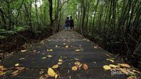 Karimunjawa Punya Hutan Mangrove, Seperti Apa?