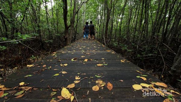 Karimunjawa Punya Hutan Mangrove, Seperti Apa?