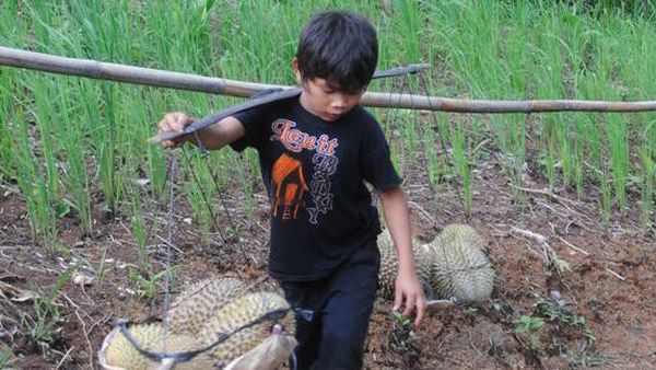 Ketika Musim Durian di Baduy