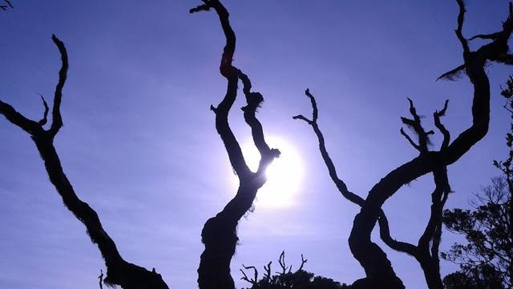 Kisah Pohon Mati di Puncak Pangrango Kisah Pohon Mati di Puncak Pangrango