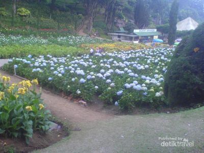 Libur Natal, Saatnya Tamasya ke Taman Bunga Selecta di Batu