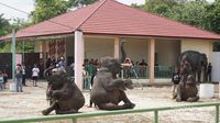 Libur Tahun Baru ke Lampung, Wajib ke Way Kambas